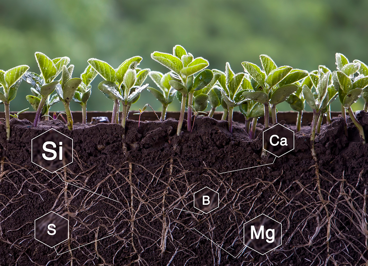Fertilizantes Minerais Multinutrientes
